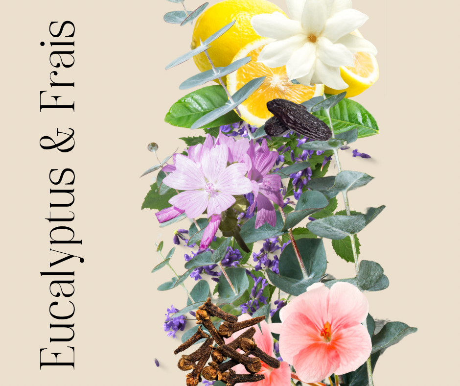 Bougie Eucalyptus & Frais