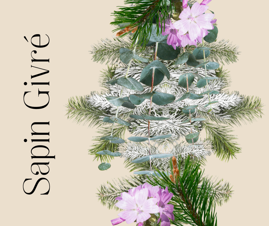 Sapin Givré